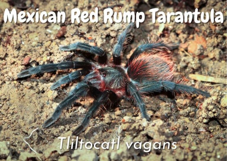 Mexican Red Rump Tarantula Tliltocatl Vagans Care Guide The Pet Savvy