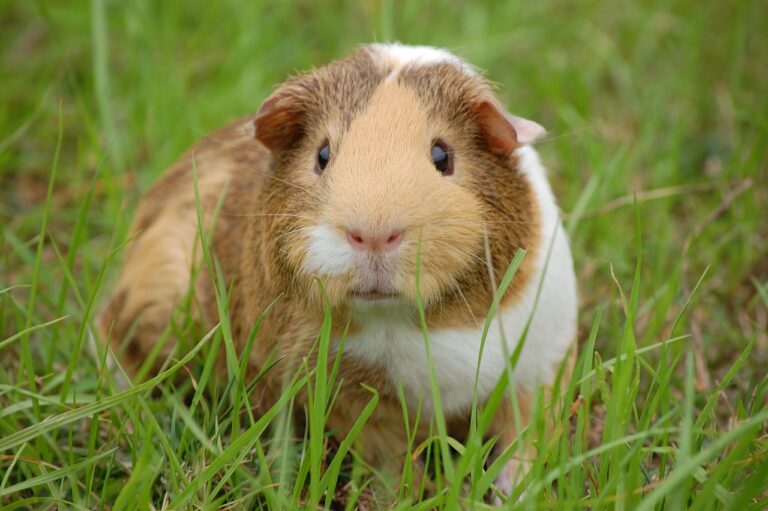 Guinea Pig Lifespan How Long Do Guinea Pigs Live The Pet Savvy