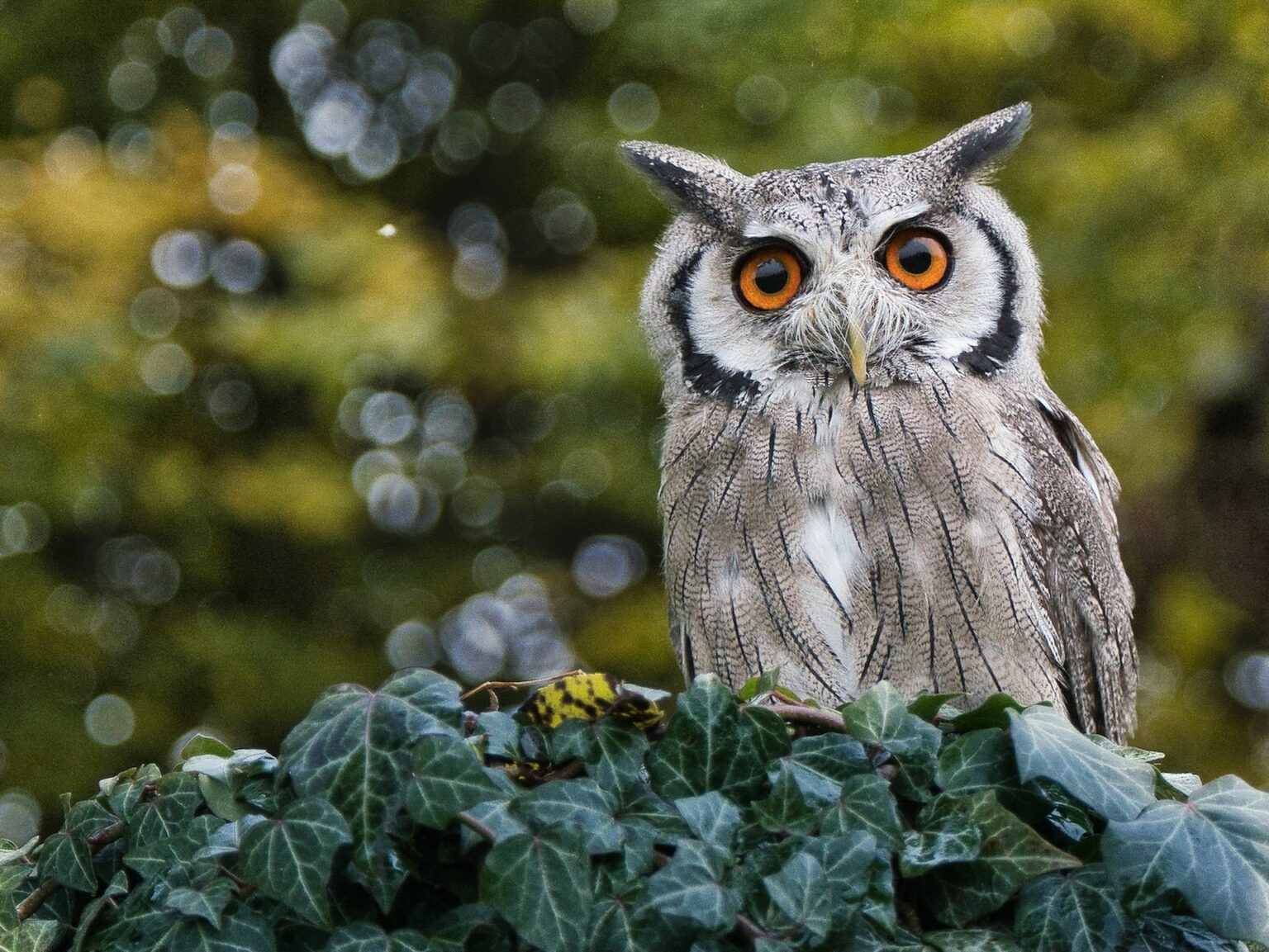 Fun And Unique Owl Names You Will Love The Pet Savvy