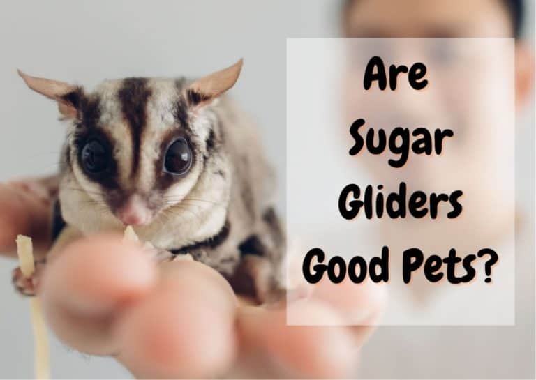 Do Sugar Gliders Make Good Pets? [BEGINNER’S GUIDE] The Pet Savvy