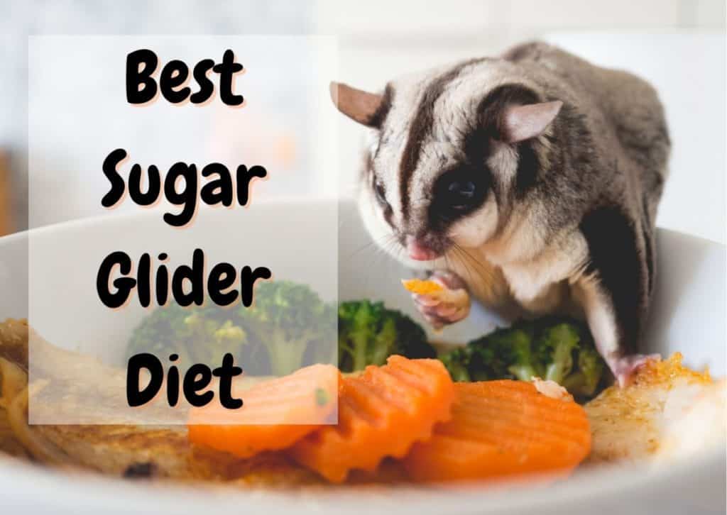 What Do Sugar Gliders Eat? A Complete Guide The Pet Savvy