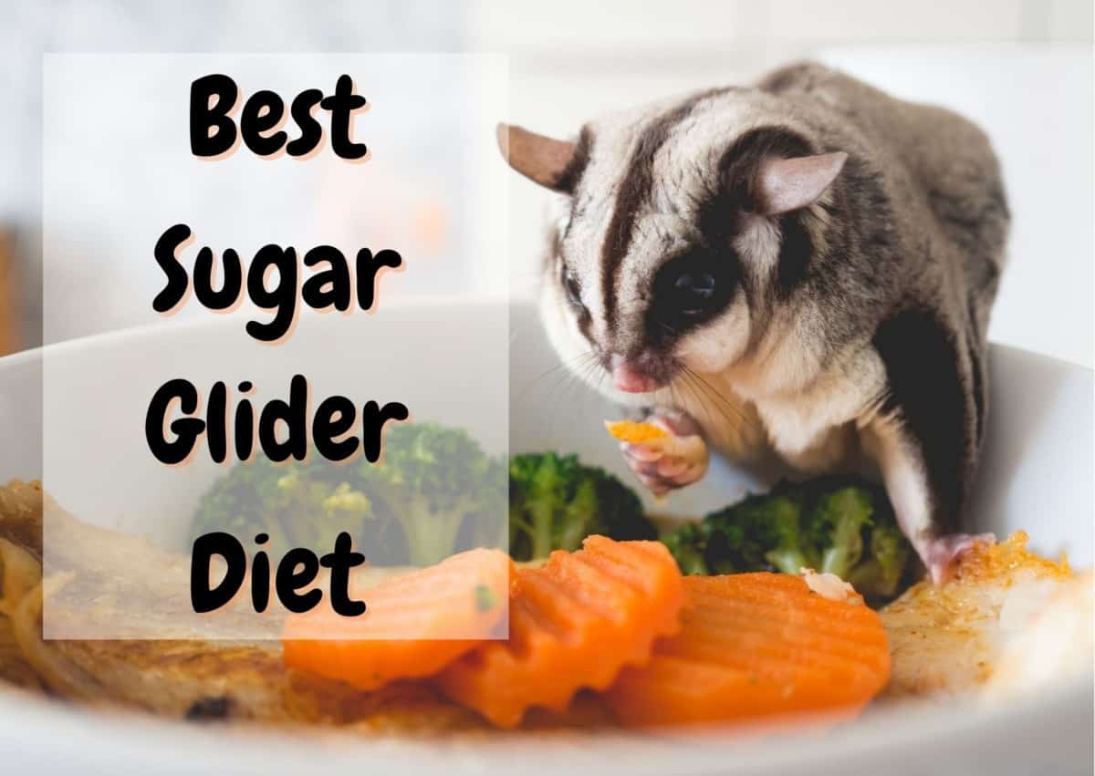 What Do Sugar Glider Eat A COMPLETE GUIDE Thepetsavvy