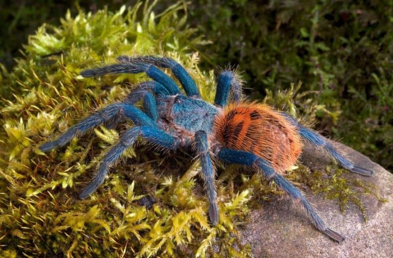 10 Best Beginner Tarantulas - A Complete Guide - The Pet Savvy