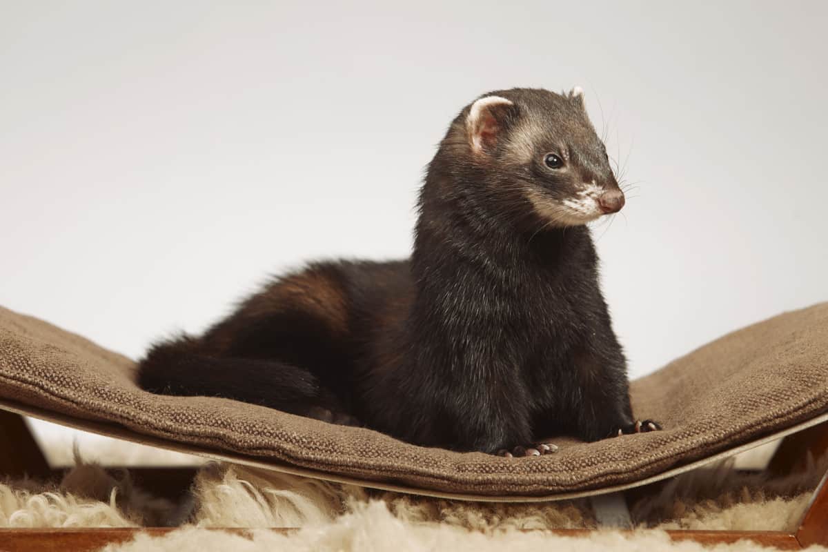 20 Ferret Colors and Patterns (With Pictures) - The Pet Savvy