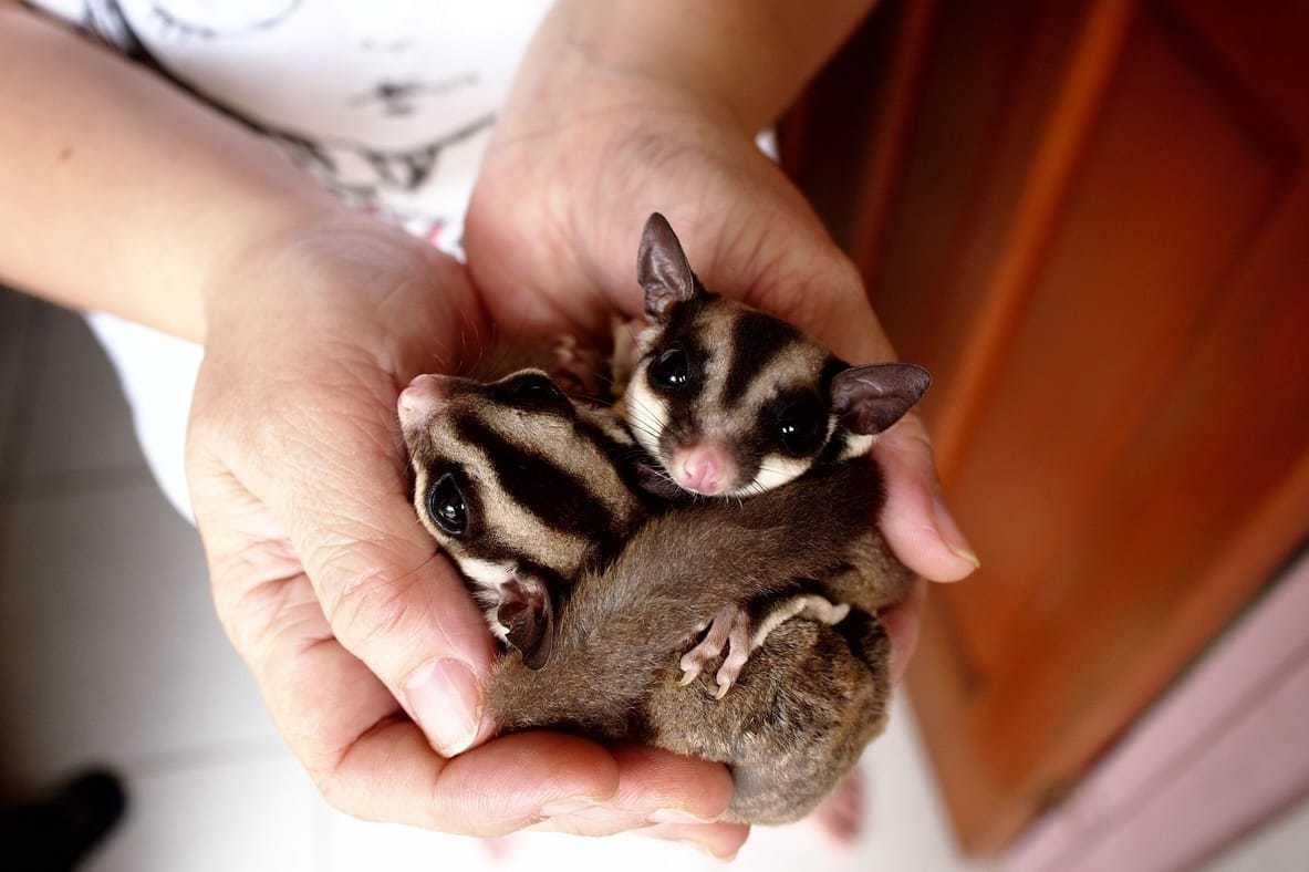 Sugar Glider in Hands