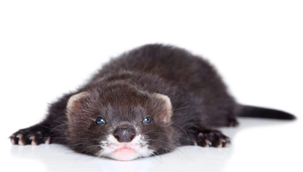 solid black ferrets for sale