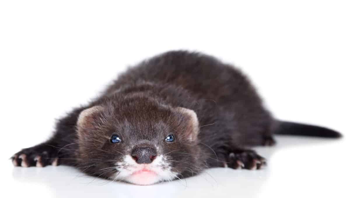 20 Ferret Colors and Patterns (With Pictures) - The Pet Savvy