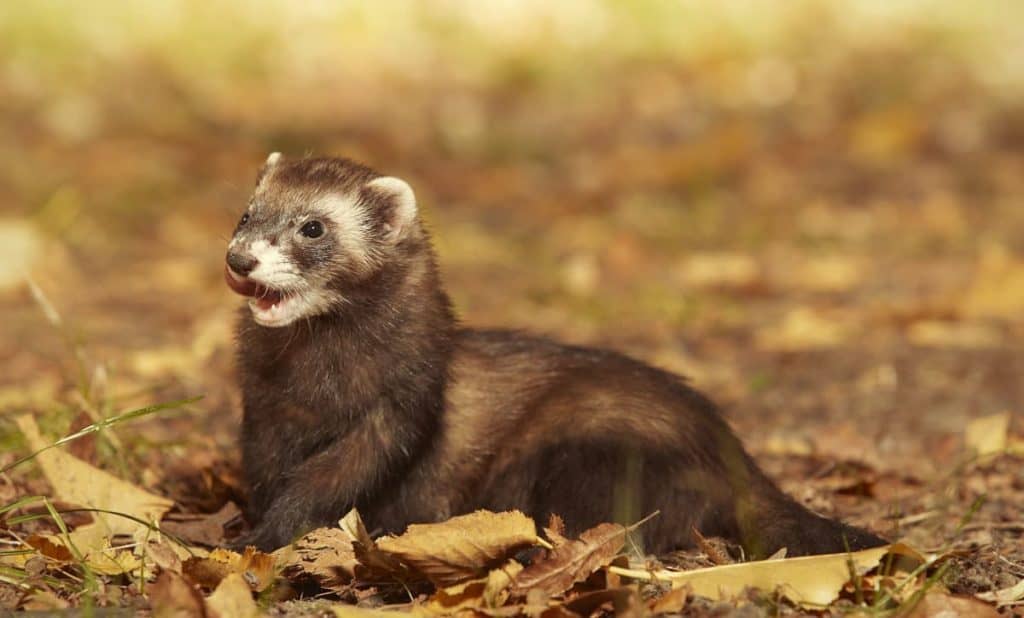 Ferret Behavior What is your ferret expressing? [OWNER’S GUIDE