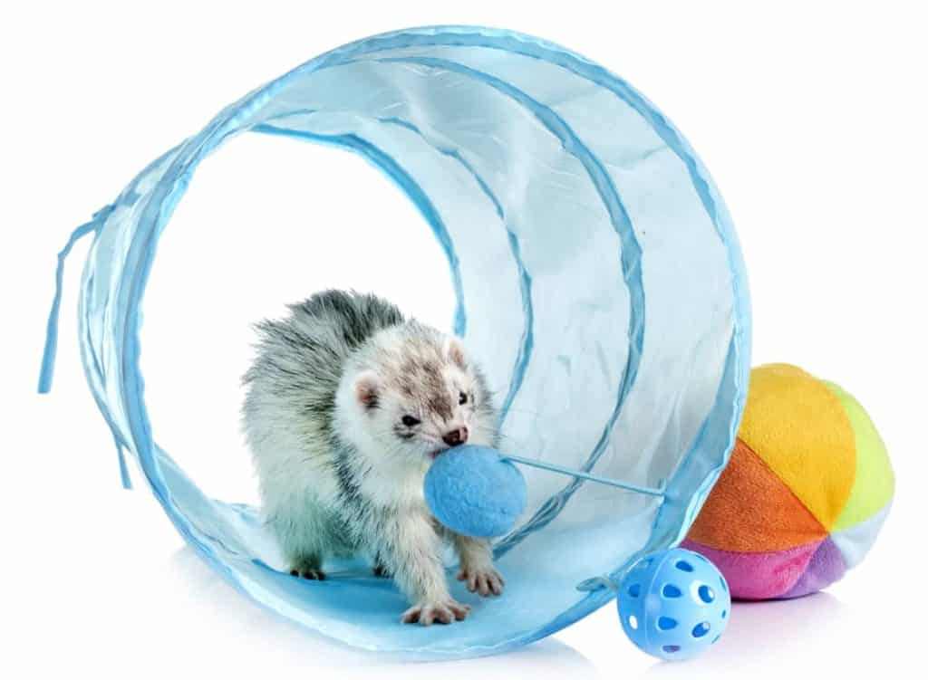 ferret ball toy