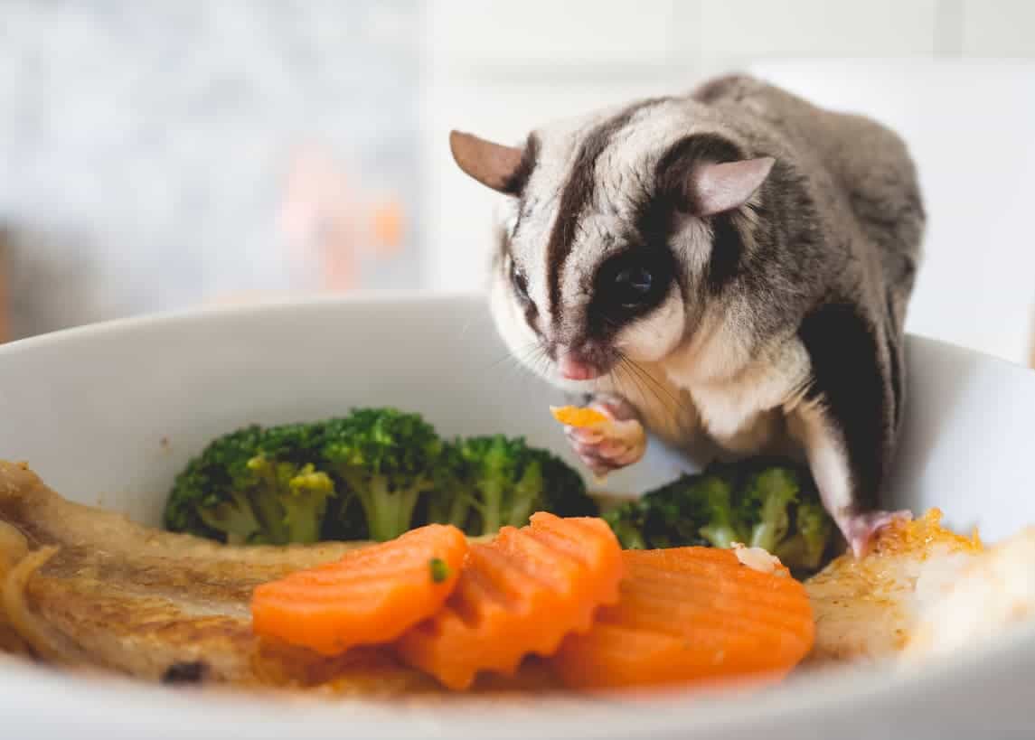 sugar glider food