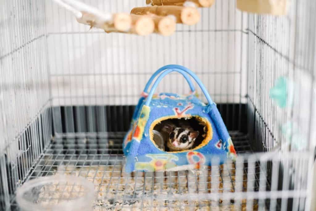 sugar glider cage