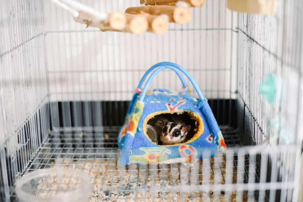 How To Set Up A Sugar Glider Cage 6 EASY STEPS Thepetsavvy