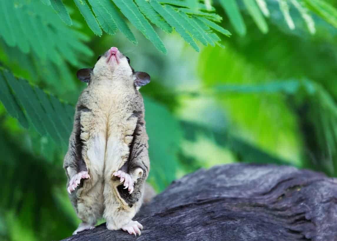 What is Your Sugar Glider Trying to Tell You? Guide to Sugar