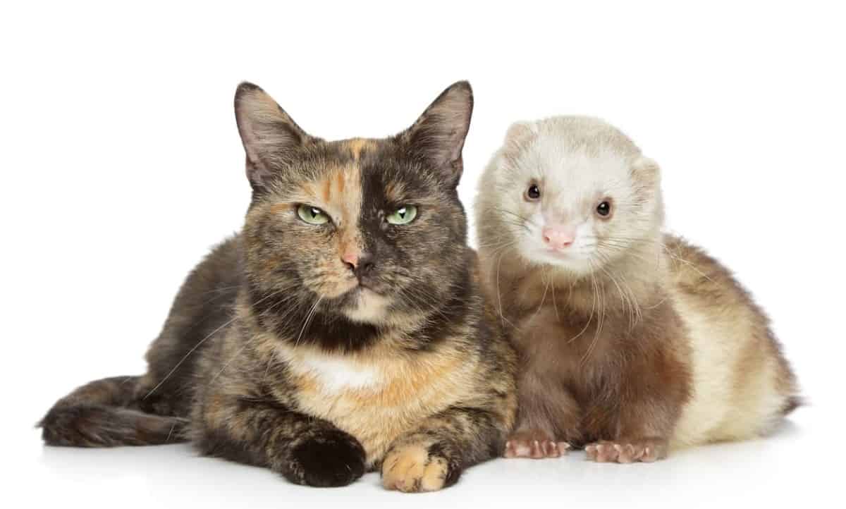 Do Ferrets and Cats get along? GUIDE]