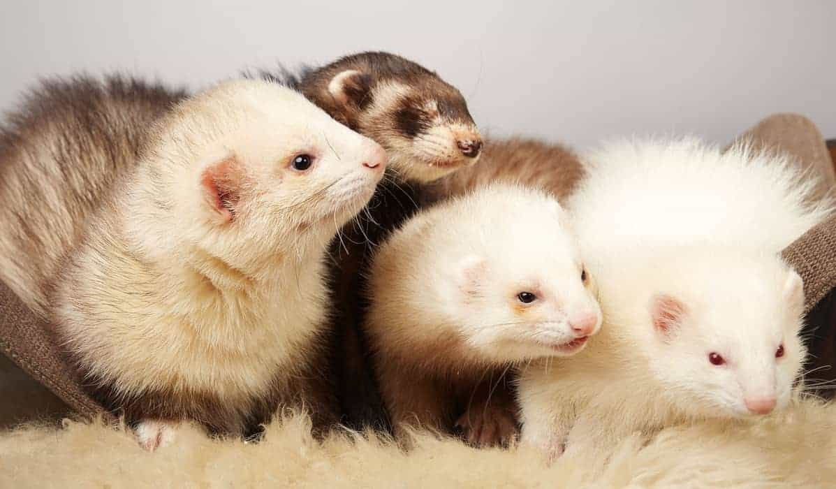 [ANSWERED] Why are ferrets illegal in California