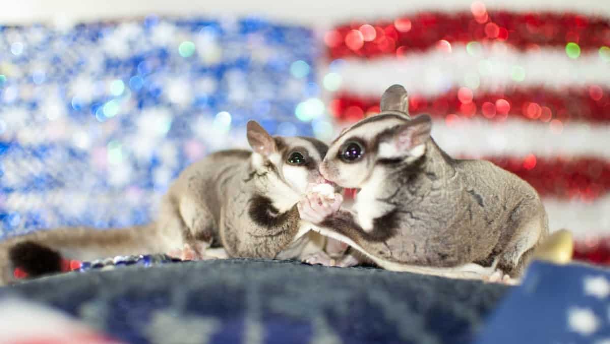 155 Cutest, Funniest and Coolest Sugar Glider Names