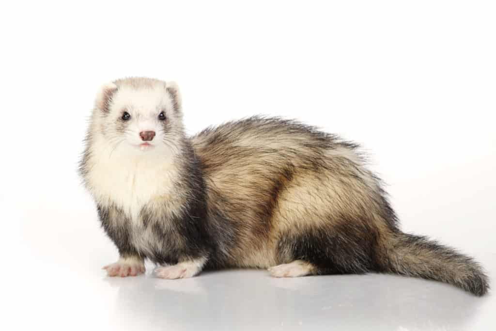 Ferret Colors And Patterns Illustrated Guide 2020 Thepetsavvy Com
