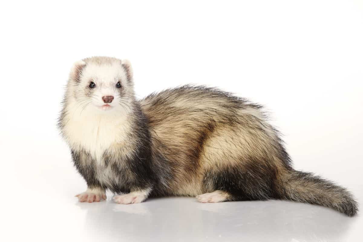 20 Ferret Colors and Patterns (With Pictures) The Pet Savvy