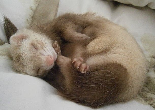 How much sleep should a ferret have 