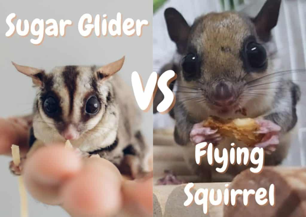 Sugar Glider VS Flying Squirrel | Which One Makes The Best Pet? - The