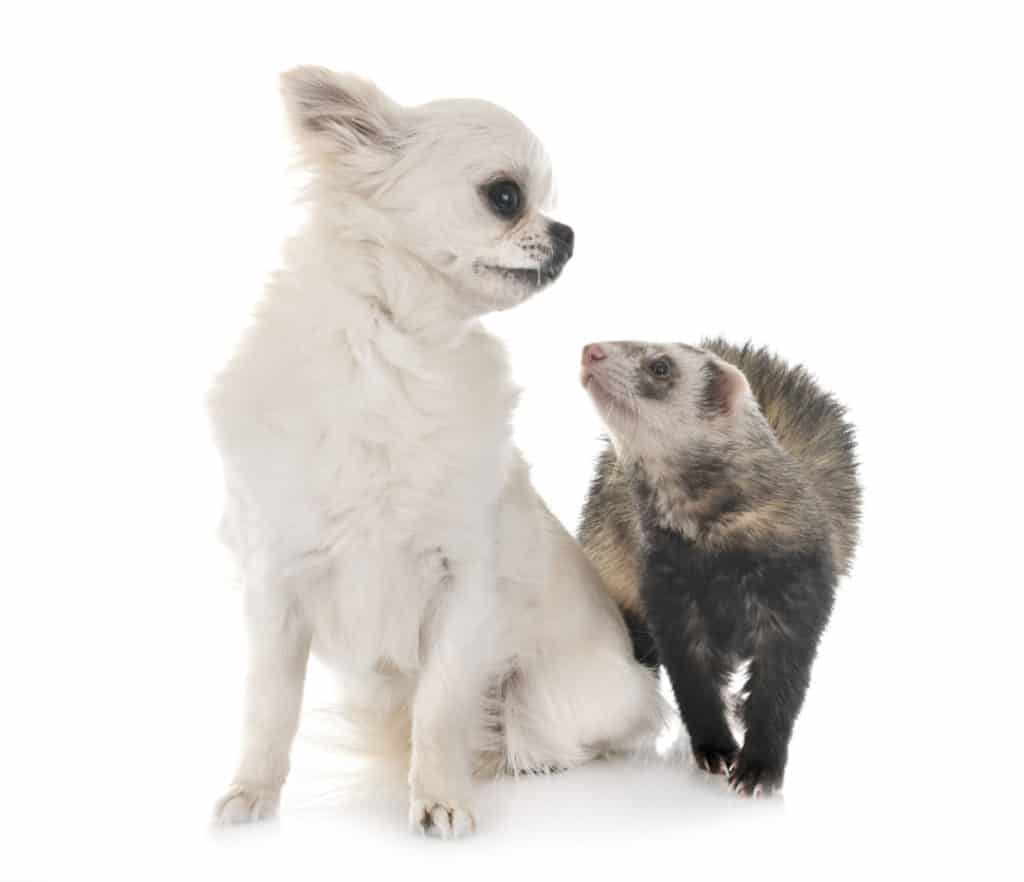 Do ferrets and cats get along? - thepetsavvy.com