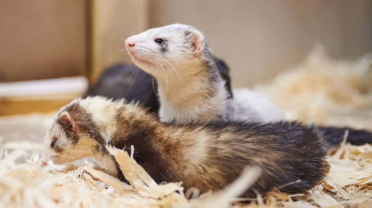 What is a Group of Ferrets Called? – thepetsavvy.com