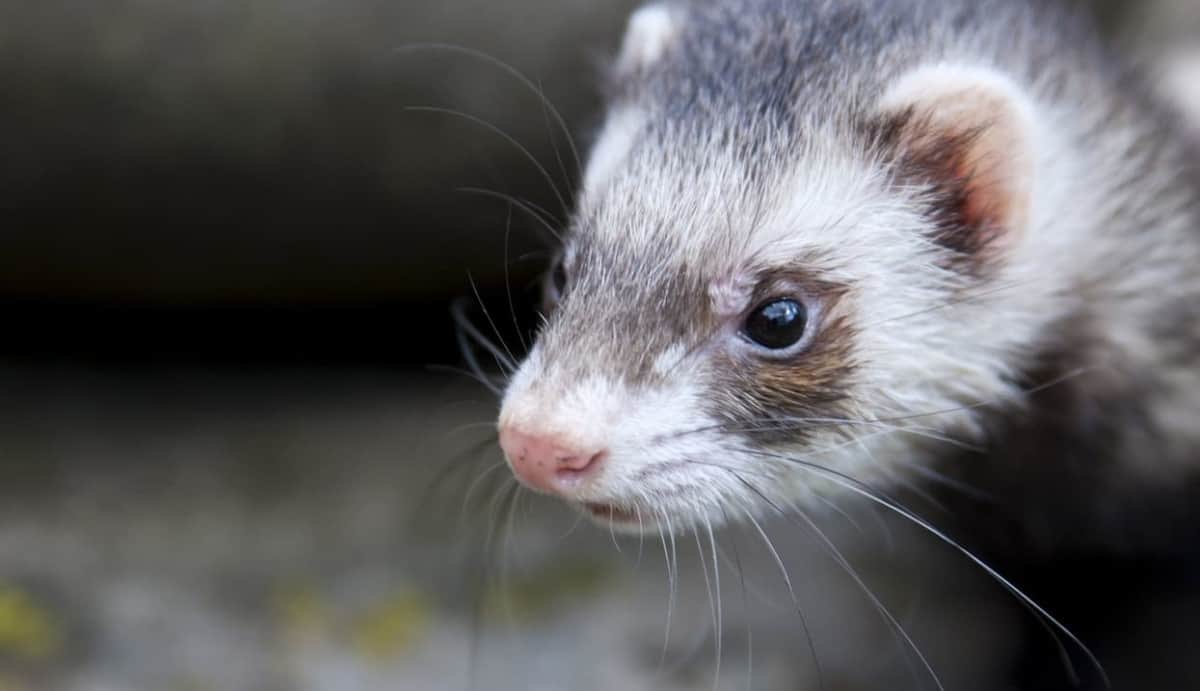 Why do ferrets bite? How do you stop them? [OWNER’S GUIDE ...