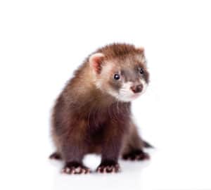 20 Ferret Colors and Patterns (With Pictures) - The Pet Savvy