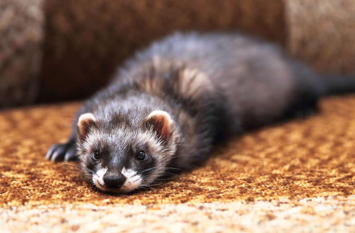 Can ferrets live in an apartment? GUIDE]