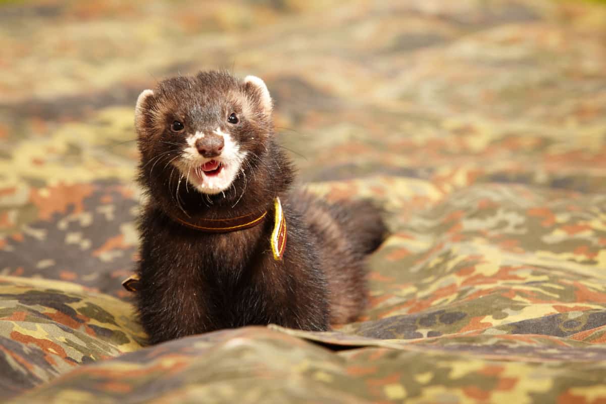 Do Ferrets and Cats get along? GUIDE]