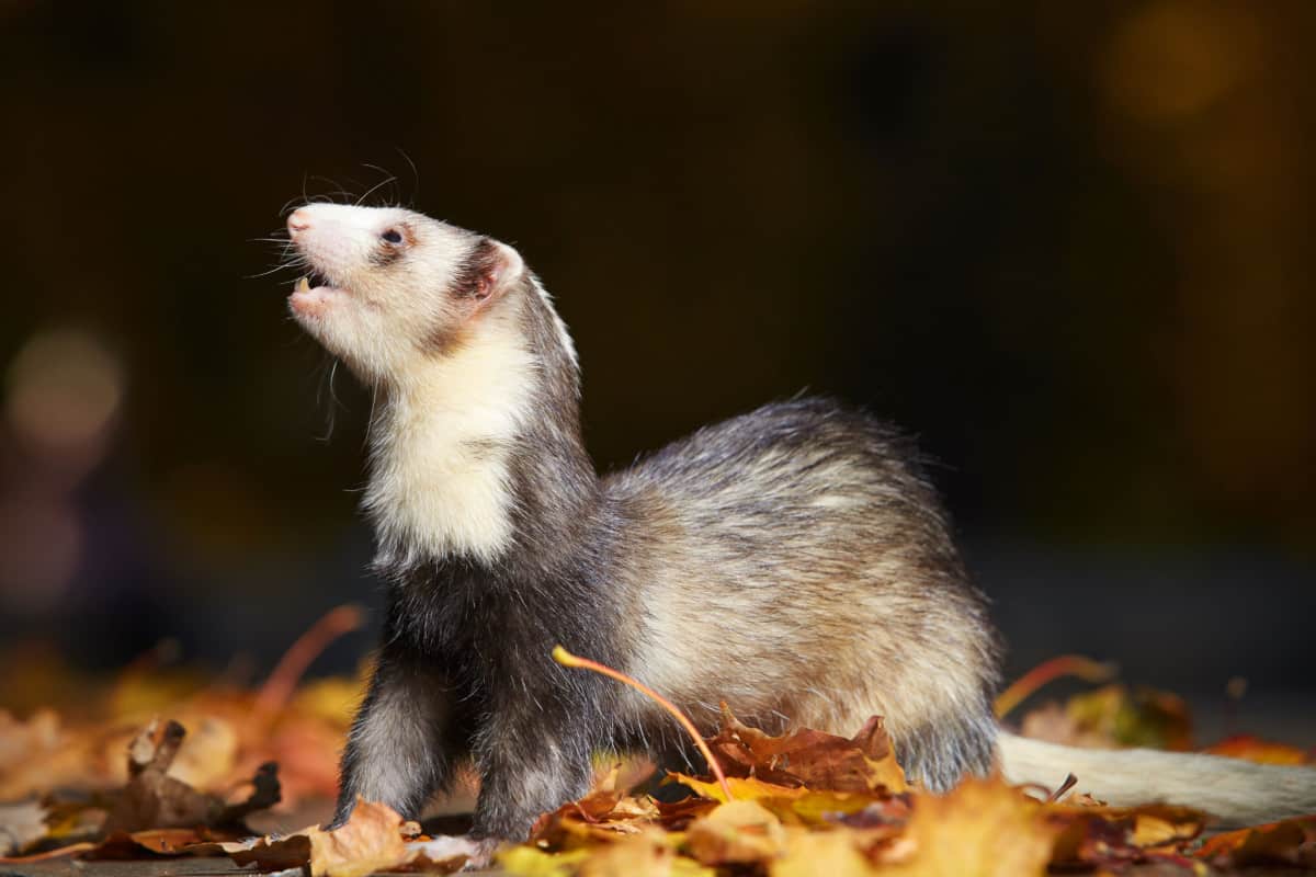 20 Ferret Colors and Patterns (With Pictures) The Pet Savvy