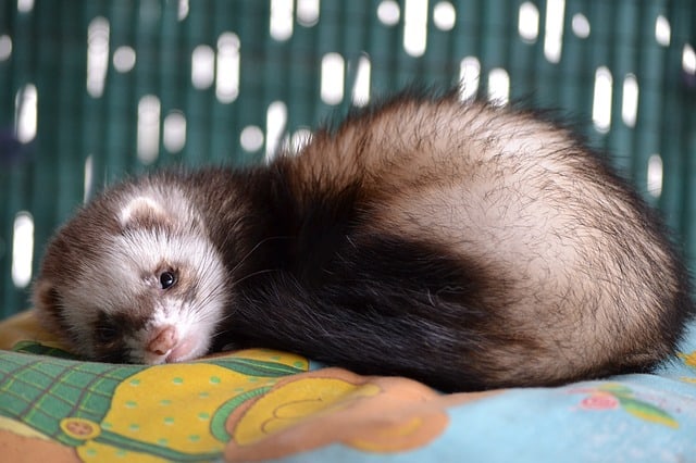 How To Make Your Ferrets Feel At Home Wood Green The Animals Charity