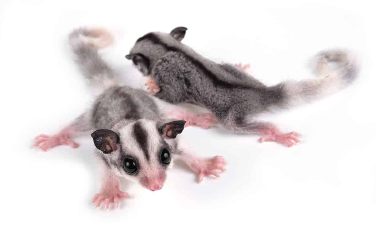 Breeding and Selling Sugar Gliders for a Profit [STEPBYSTEP