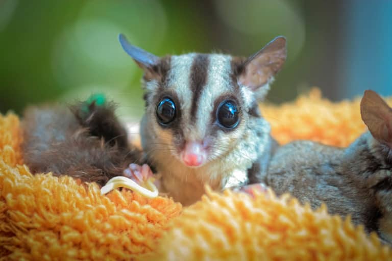 21-best-exotic-pets-that-are-low-maintenance-the-pet-savvy