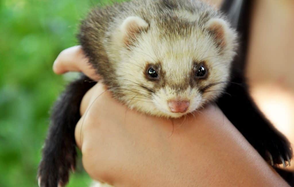 Are Ferrets Hypoallergenic? [OWNER’S GUIDE]