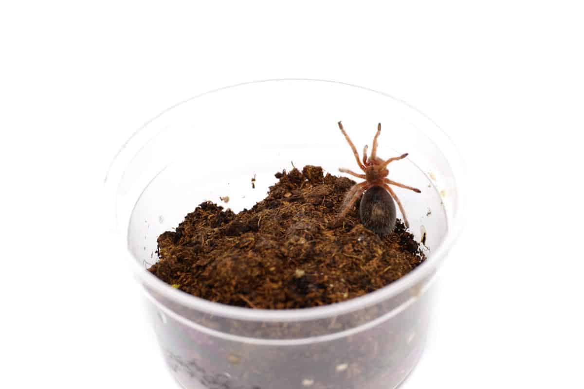 How to Breed and Sell Tarantulas for a Profit [ULTIMATE GUIDE