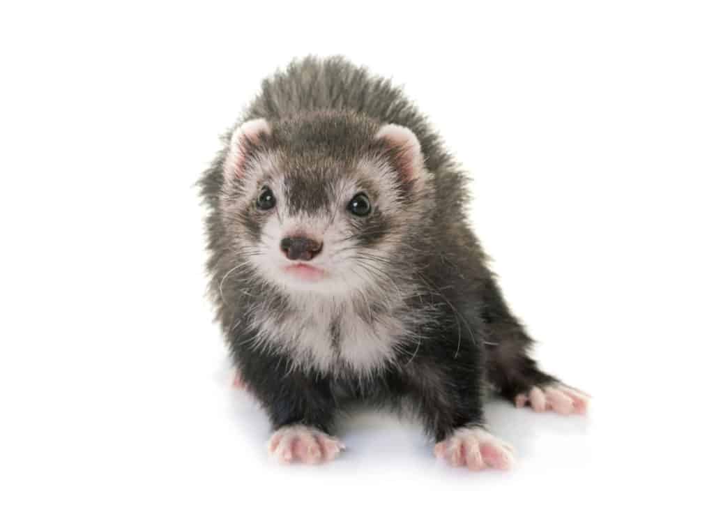 How Long Do Ferrets Live? Tips to Make Your Pet Ferret Live Longer