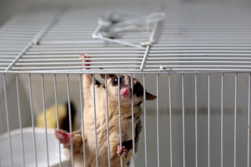 brisbane sugar glider cage