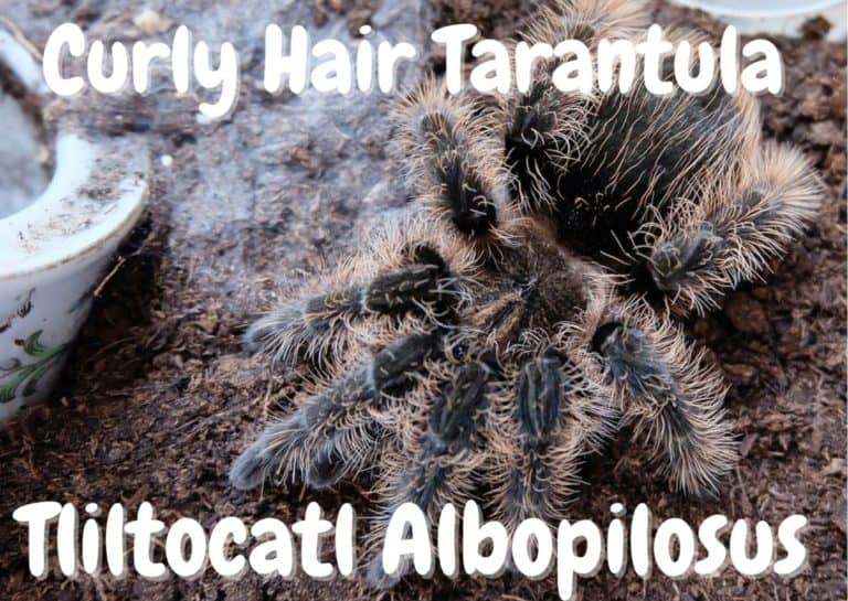 Curly Hair Tarantula | Tliltocatl Albopilosus [ULTIMATE GUIDE ...