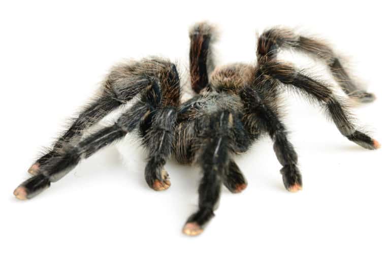 Pink Toe Tarantula: Pics, Videos and Care Info - thepetsavvy.com