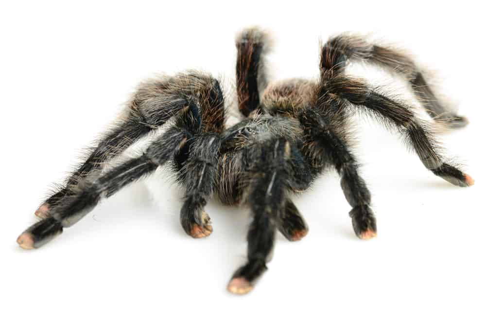 Pink Toe Tarantula Avicularia Avicularia Ultimate Guide Thepetsavvy Com