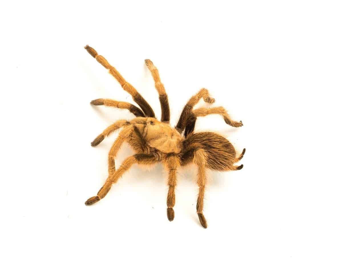 Arizona Blonde Tarantula | Aphonopelma Chalcodes [ULTIMATE GUIDE ...