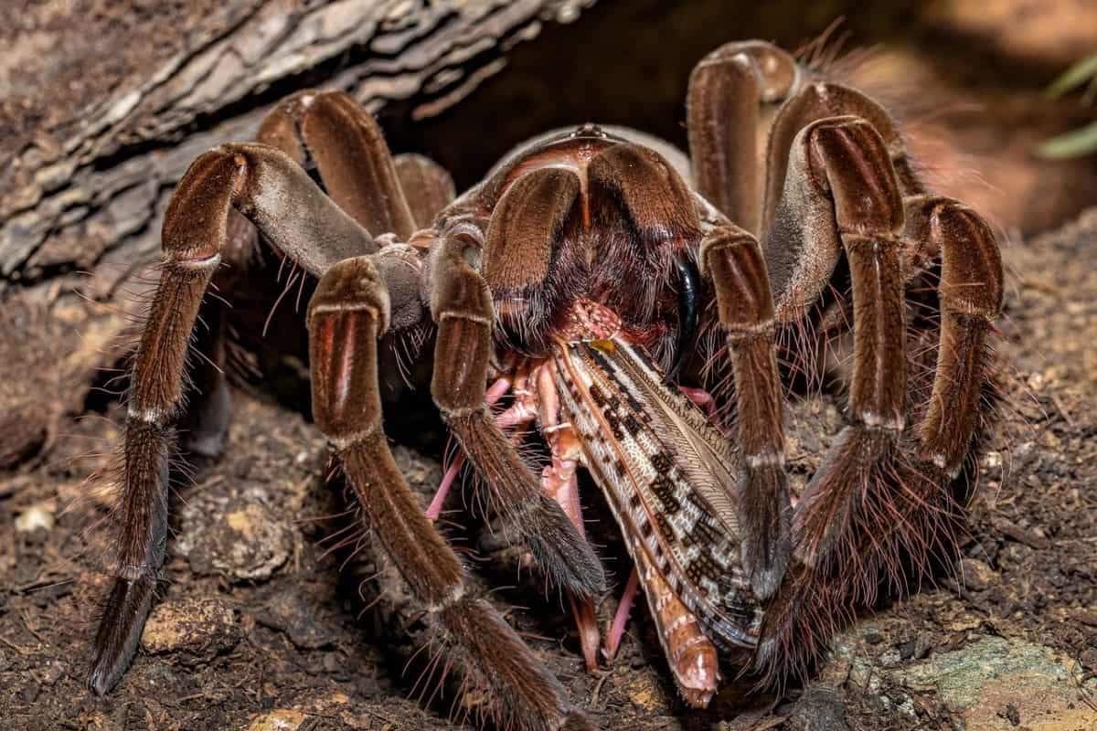 What can be used to make a good House for a Tarantula