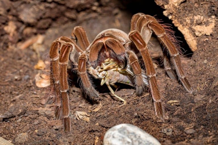 tarantula teddy