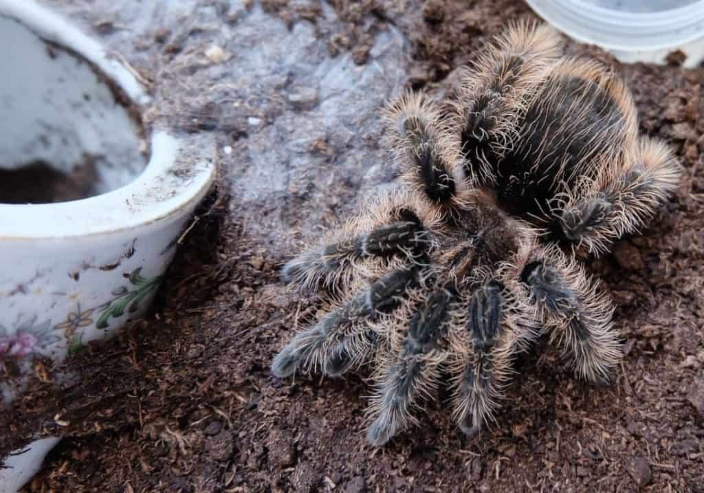 Curly Hair Tarantula Tliltocatl Albopilosus Ultimate Guide Thepetsavvy Com