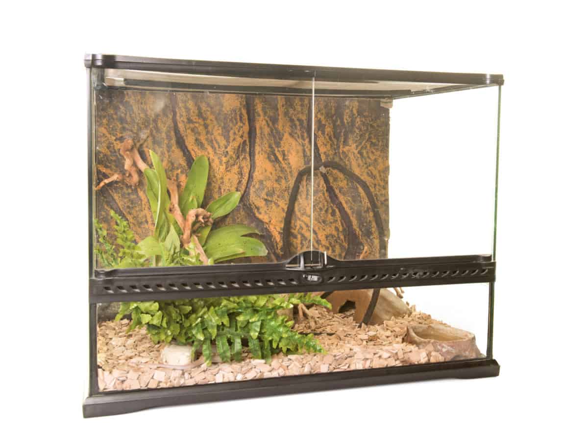 12 Best Tarantula Enclosures [2021 GUIDE] – thepetsavvy.com