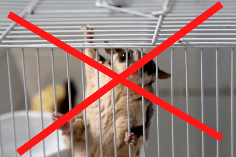 Why are sugar gliders illegal in California?
