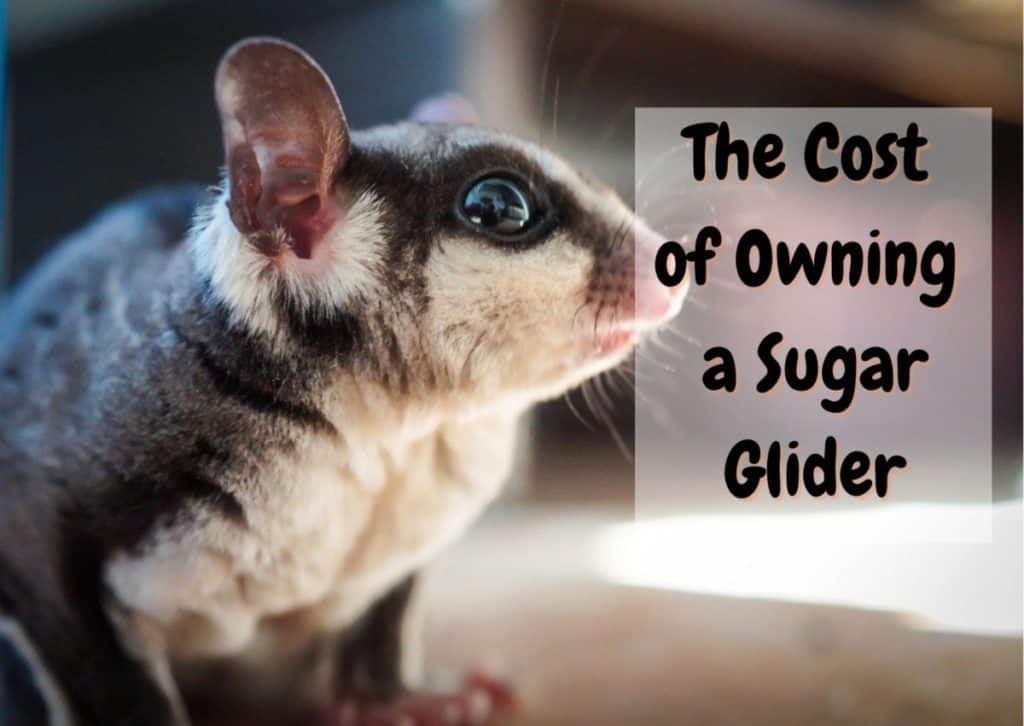 How Much Do Sugar Gliders Cost? (2023 Update) - The Pet Savvy