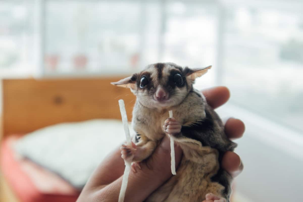 How Much do Sugar Gliders Cost? [Full Expenses Breakdown]