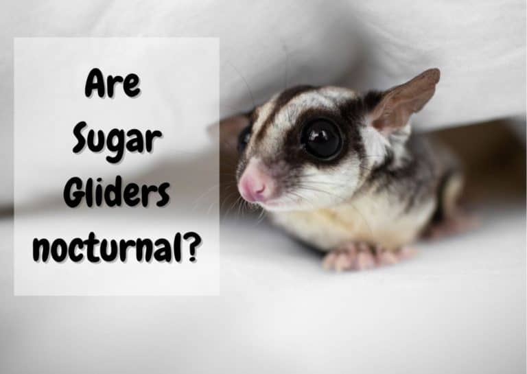 Are Sugar Gliders Nocturnal? - The Pet Savvy